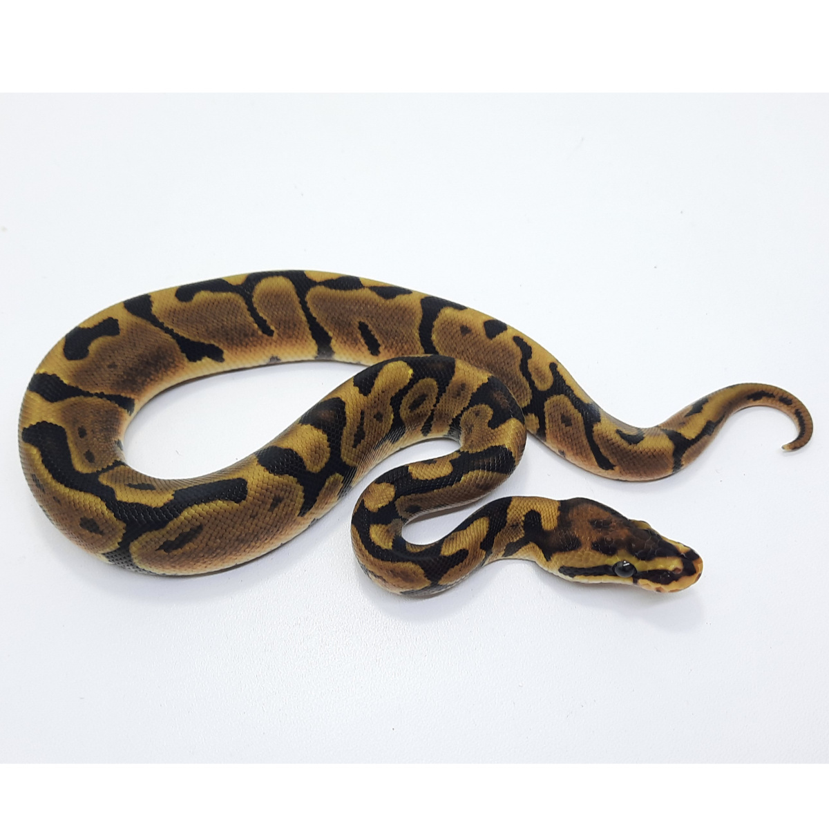 Woma double het Pied Ghos
